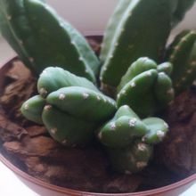 A photo of Echinocereus scheeri var. gentryi
