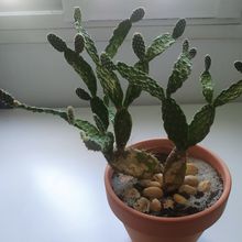 Photo of a cactus currently being identified