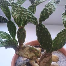Photo of a cactus currently being identified