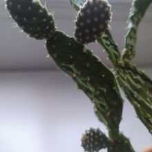Photo of a cactus currently being identified