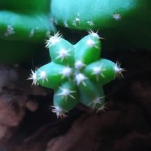 A photo of Echinocereus scheeri var. gentryi