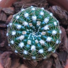 Una foto de Notocactus uebelmannianus