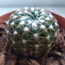 Una foto de Notocactus uebelmannianus