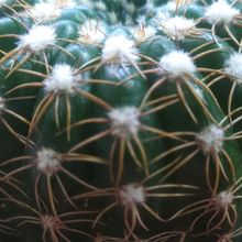 Una foto de Notocactus uebelmannianus