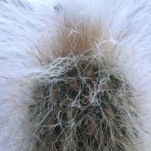 A photo of Cephalocereus senilis