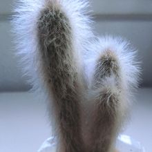 A photo of Cephalocereus senilis
