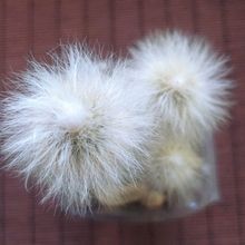 A photo of Cephalocereus senilis
