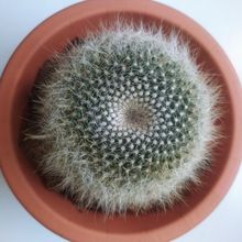 A photo of Mammillaria hahniana ssp. woodsii