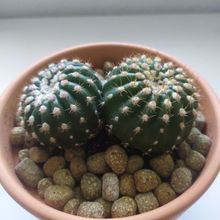 A photo of Notocactus uebelmannianus