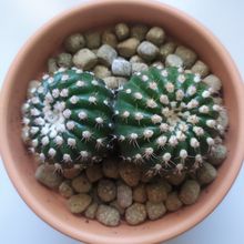 A photo of Notocactus uebelmannianus
