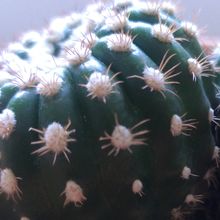 A photo of Notocactus uebelmannianus