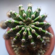 A photo of Echinopsis oxygona