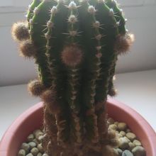 A photo of Echinopsis oxygona