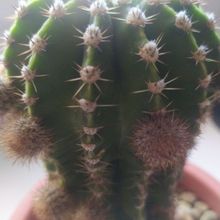 A photo of Echinopsis oxygona