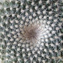 A photo of Mammillaria hahniana ssp. woodsii