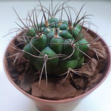 Una foto de Gymnocalycium saglionis