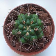 Una foto de Gymnocalycium saglionis