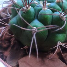 Una foto de Gymnocalycium saglionis