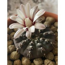 A photo of Gymnocalycium quehlianum