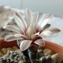 A photo of Gymnocalycium quehlianum