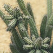 Una foto de Euphorbia baioensis