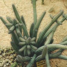 Una foto de Euphorbia baioensis