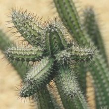 Una foto de Euphorbia baioensis