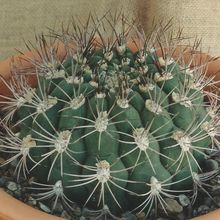 A photo of Gymnocalycium saglionis
