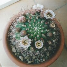 A photo of Gymnocalycium saglionis