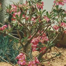 Una foto de Adenium obesum