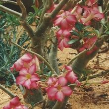 Una foto de Adenium obesum