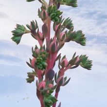 Una foto de Echeveria Mandala (HIBRIDO)