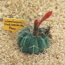 A photo of Matucana madisoniorum