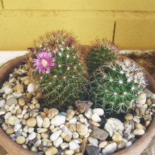 Photo of a cactus currently being identified