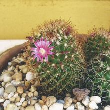 Photo of a cactus currently being identified