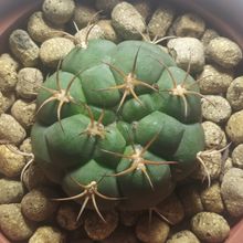 Photo of a cactus currently being identified