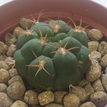 Photo of a cactus currently being identified