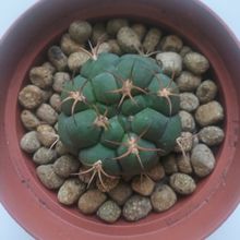 Photo of a cactus currently being identified