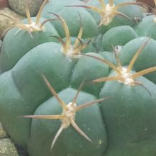 Photo of a cactus currently being identified