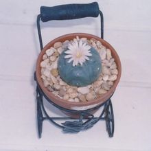 Una foto de Lophophora williamsii
