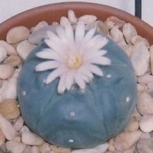 Una foto de Lophophora williamsii