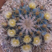 Una foto de Ferocactus glaucescens