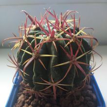 A photo of Ferocactus recurvus