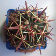 A photo of Ferocactus recurvus