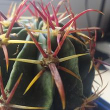 A photo of Ferocactus recurvus