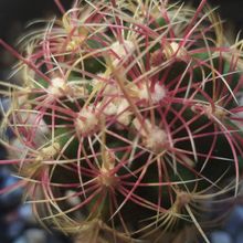 A photo of Thelocactus bicolor ssp. bicolor