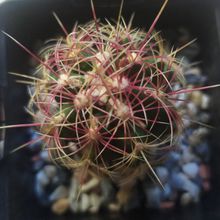 A photo of Thelocactus bicolor ssp. bicolor