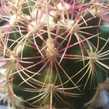 A photo of Thelocactus bicolor ssp. bicolor