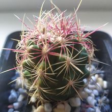 A photo of Thelocactus bicolor ssp. bicolor