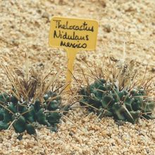 A photo of Thelocactus rinconensis